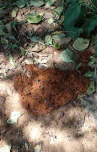 Feces on the ground with flies upon it, showing the issue of open defecation in the area